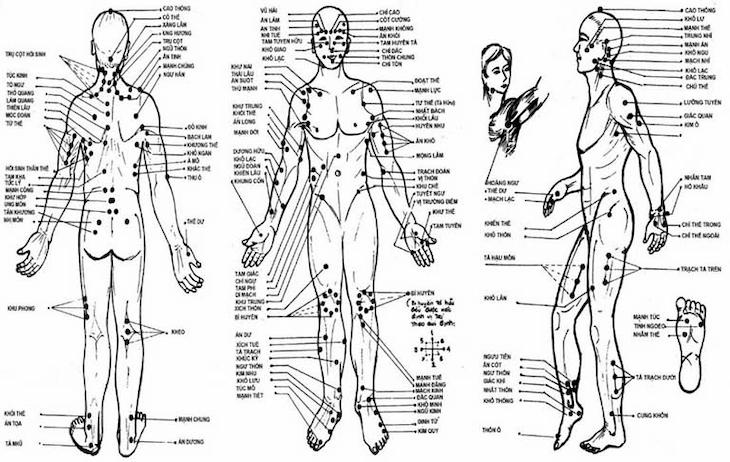 Hệ thống huyệt đạo có vai trò vô cùng quan trọng trong điều hòa chức năng cơ thể