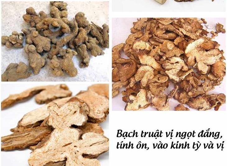 Bạch truật là vị thuốc Đông y có nhiều công dụng chữa bệnh