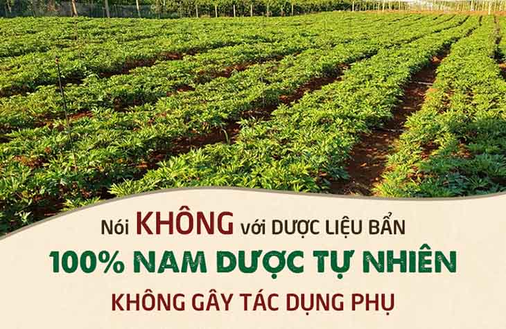 Trung tâm Đông y Việt Nam phát triển vườn dược liệu sạch