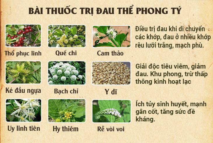 Bài thuốc Đông y trị đau nhức xương khớp thể phong tí