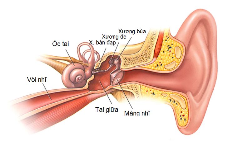 Phác đồ điều trị viêm tai giữa mới nhất đối với người lớn