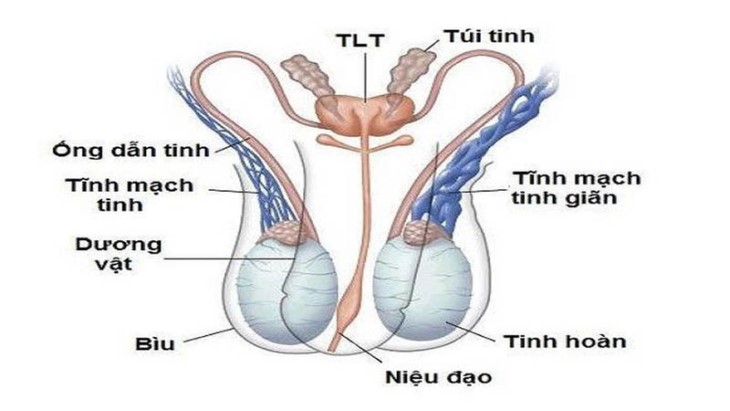 Giãn tĩnh mạch thừng tinh có tên gọi khác là giãn tĩnh mạch tinh hoàn