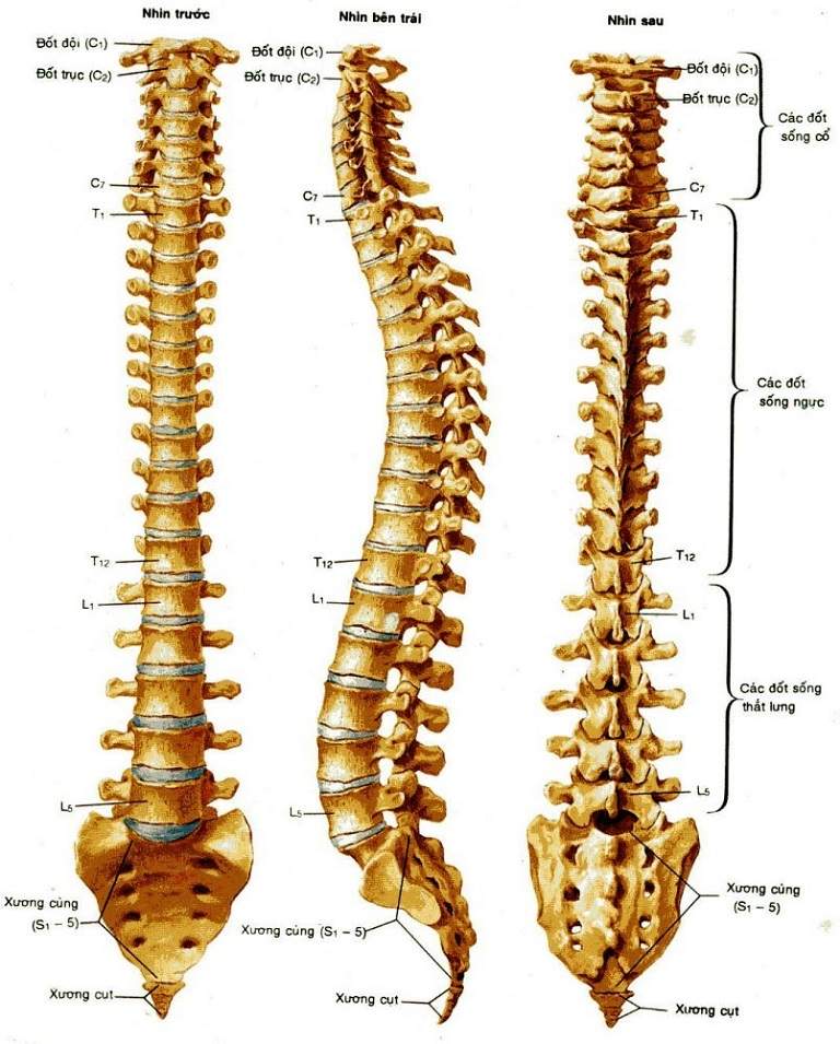 Thoái hóa cột sống ở vị trí nào phổ biến nhất hiện nay