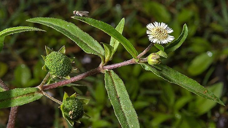 Nhọ nồi - Thuốc nam chữa viêm loét dạ dày