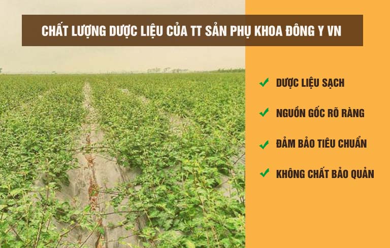 Nguồn dược liệu sạch, đảm bảo tiêu chuẩn