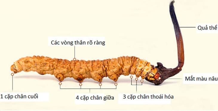 Đông trùng Tây Tạng có màu vàng sậm tự nhiên, mắt có màu cánh gián và nhiều đặc điểm nhận diện khác