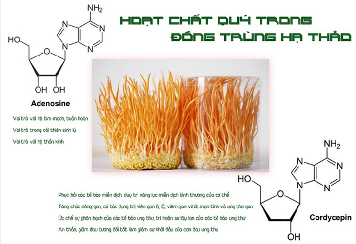 Adenosine và Cordycepin là hai hoạt chất quý hiếm góp phần làm nên danh xưng thần dược vạn năng của đông trùng