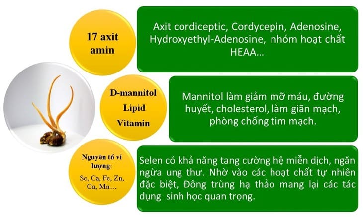 Thành phần có trong đông trùng hạ thảo quý hiếm và có thể hỗ trợ điều trị nhiều bệnh