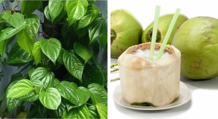 Cách chữa bệnh gút bằng quả dừa