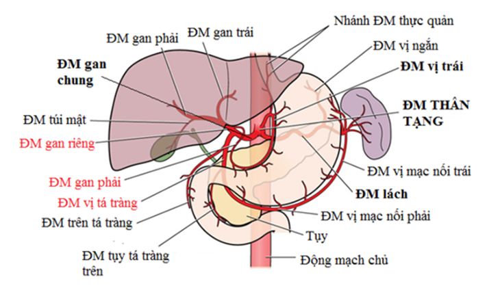 Hepatorenal syndrome - HRS là tình trạng nghiêm trọng