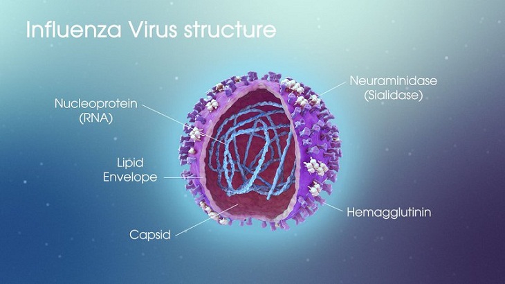 Đặc điểm của virus cúm A