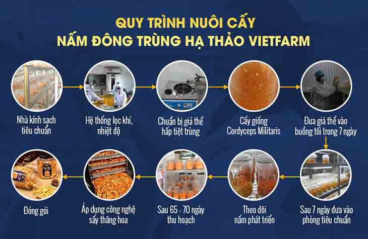 Quy trình nuôi cấy Đông trùng hạ thảo Vietfarm