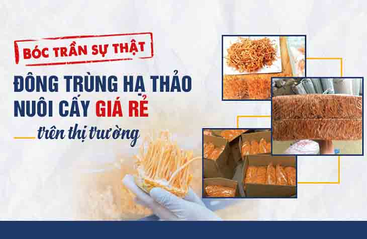 Thâm nhập một cơ sở nuôi cấy đông trùng hạ thảo giá rẻ trên thị trường hiện nay