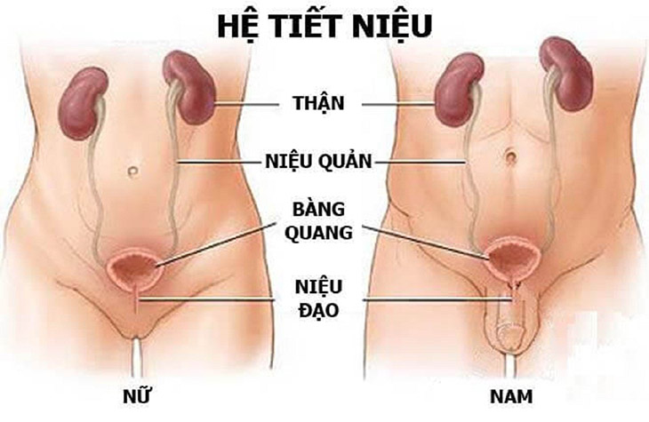 Chấn thương hệ tiết niệu sinh dục xảy ra ở các bộ phận thuộc hệ tiết niệu và cơ quan sinh dục