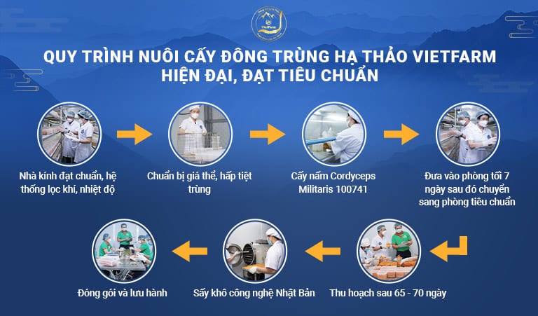 Quy trình nuôi cấy đông trùng hạ thảo bài bản