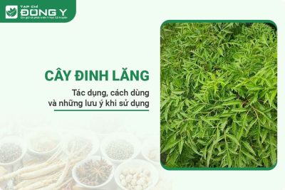 cay-dinh-lang