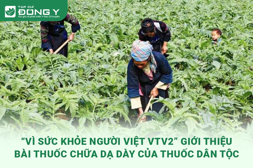 bai-thuoc-chua-benh-da-day-cua-thuoc-dan-toc-vtv2