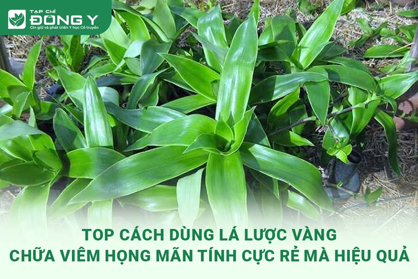 la-luoc-vang-chua-viem-hong-man-tinh