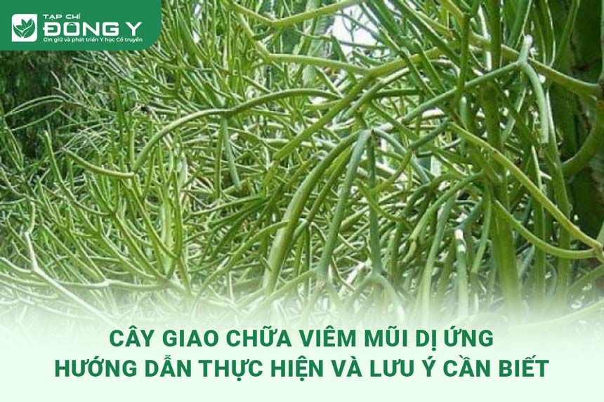 cay-gia-chua-viem-mui-di-ung