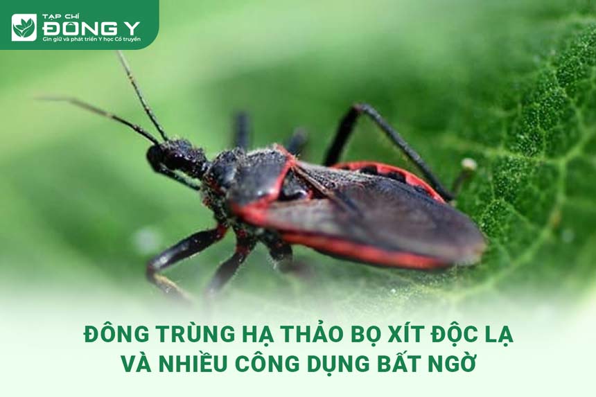 dong-trung-ha-thao-bo-xit