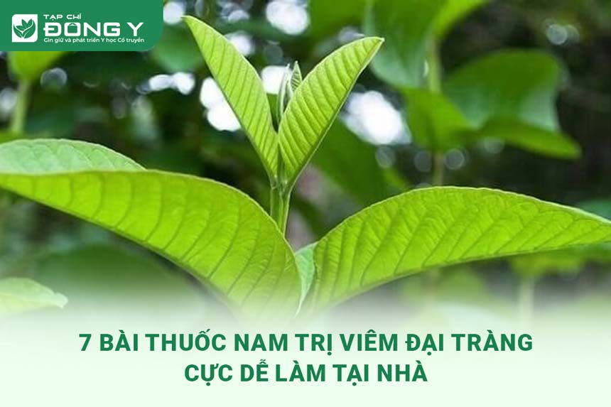 thuoc-nam-tri-viem-dai-trang