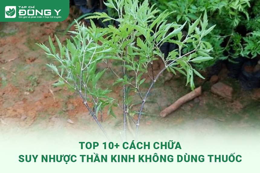 chua-suy-nhuoc-than-kinh-khong-dung-thuoc