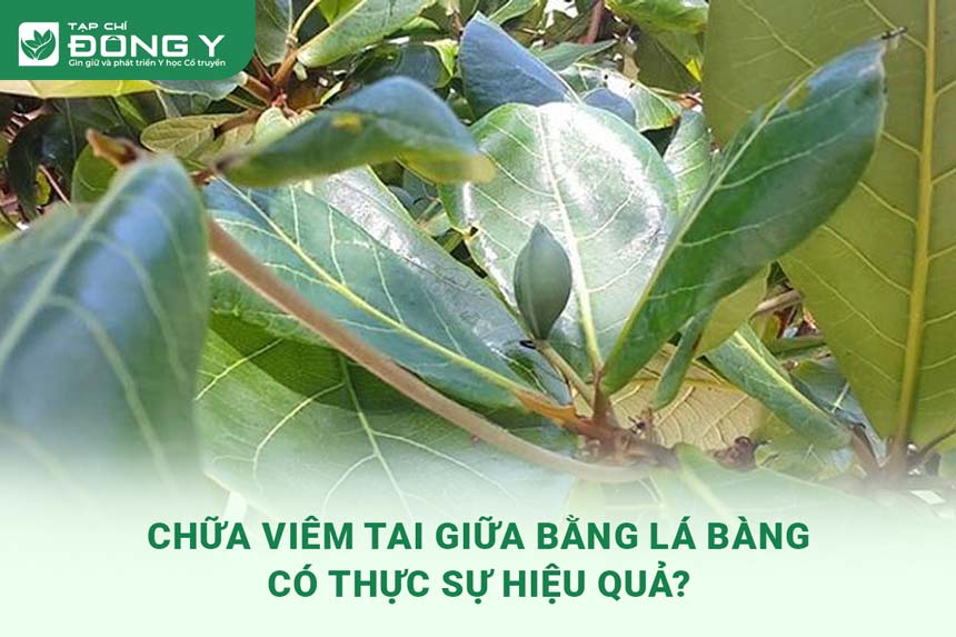 4. Lưu ý khi chữa viêm tai giữa bằng lá trầu không