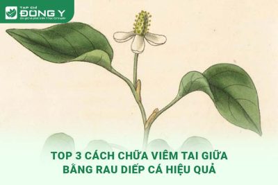 cach-chua-viem-tai-giua-bang-rau-diep-ca