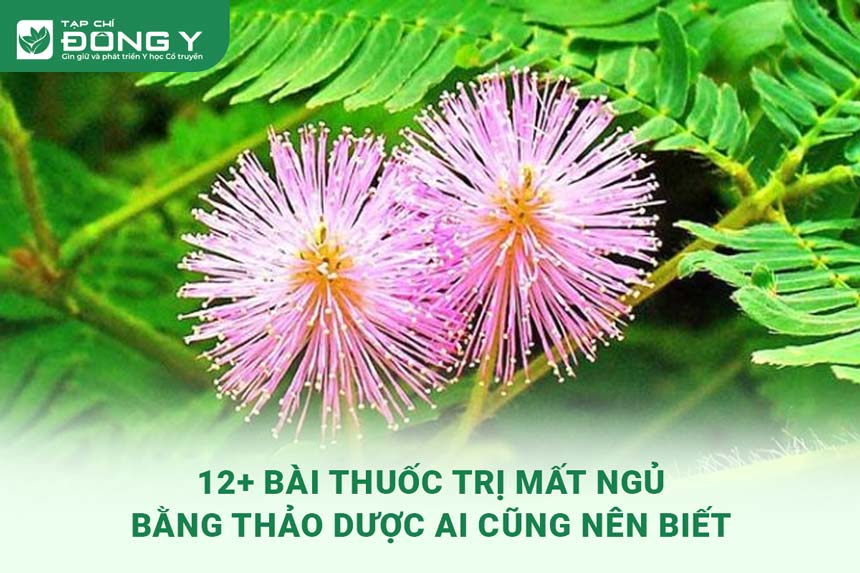 thuoc-tri-mat-ngu-bang-thao-duoc