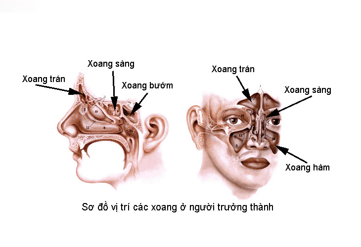 viem-xoang-buom