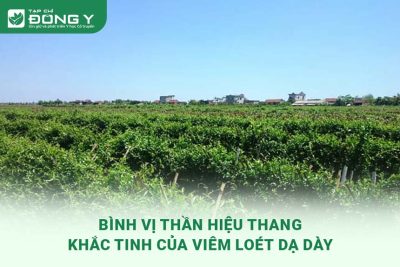 binh-vi-hieu-thang-khac-tinh-cua-viem-loet-da-day