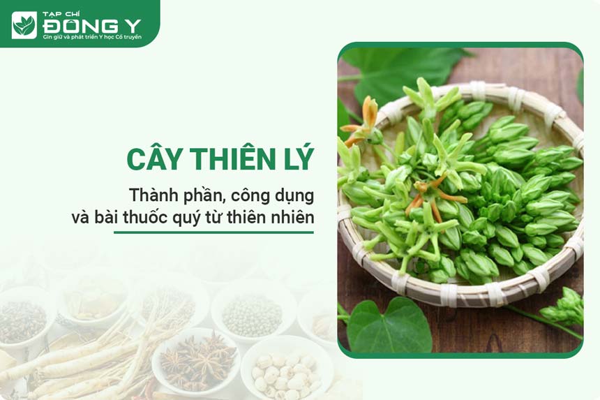 cay-thien-ly