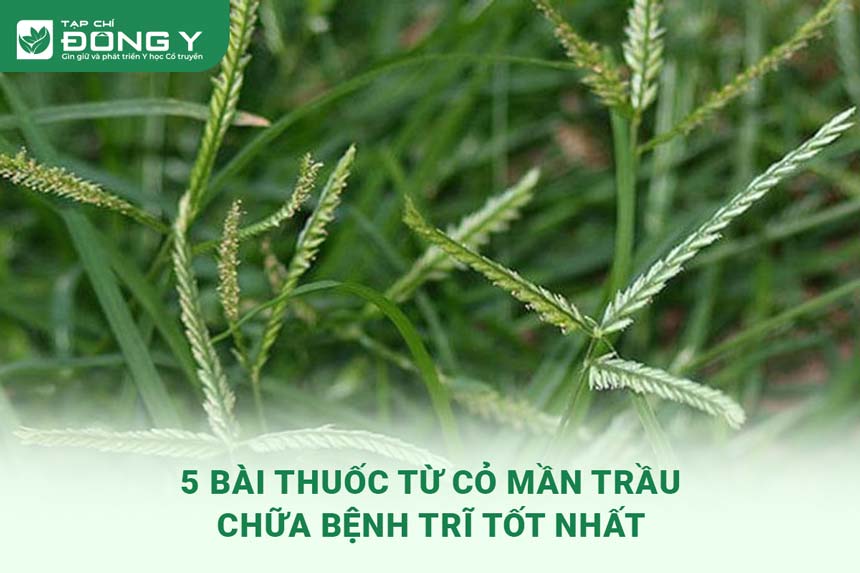 co-man-trau-chua-benh-tri