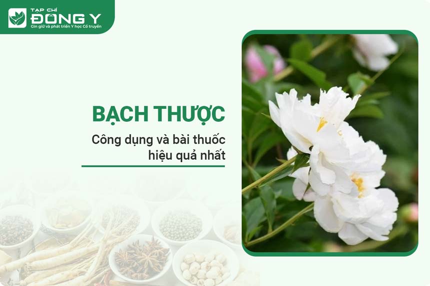 bach-thuoc