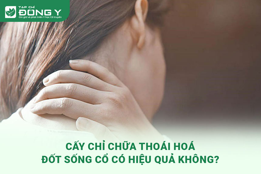 cay-chi-chua-thoai-hoa-dot-song-co-co-hieu-qua-khong