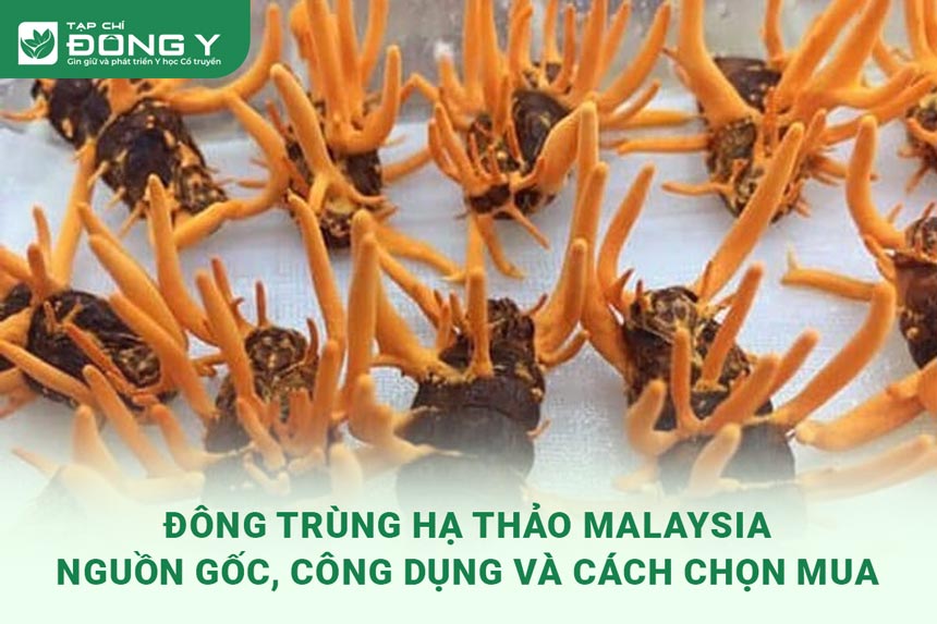 dong-trung-ha-thao-malaysia
