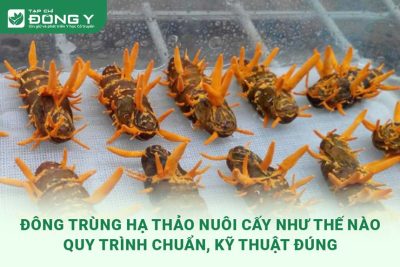 dong-trung-ha-thao-nuoi-cay