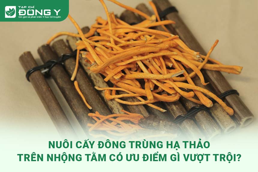 nuoi-cay-dong-trung-ha-thao-tren-nhong-tam