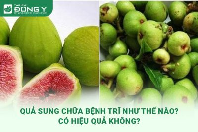 qua-sung-chua-benh-tri