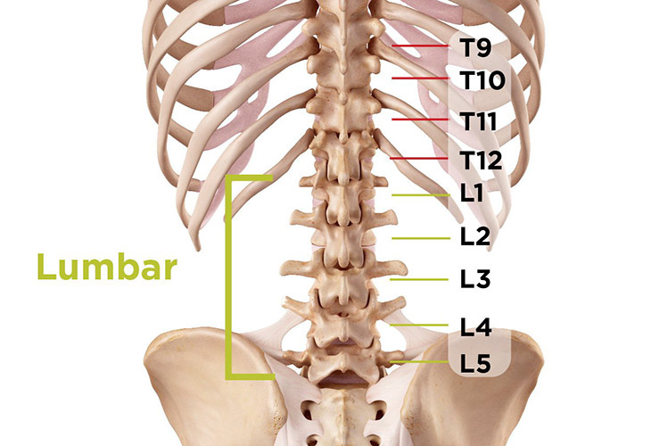 thoai-hoa-dot-song-lung-l4-l5