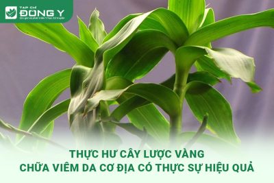 cay-luoc-vang-chua-viem-da-co-dia