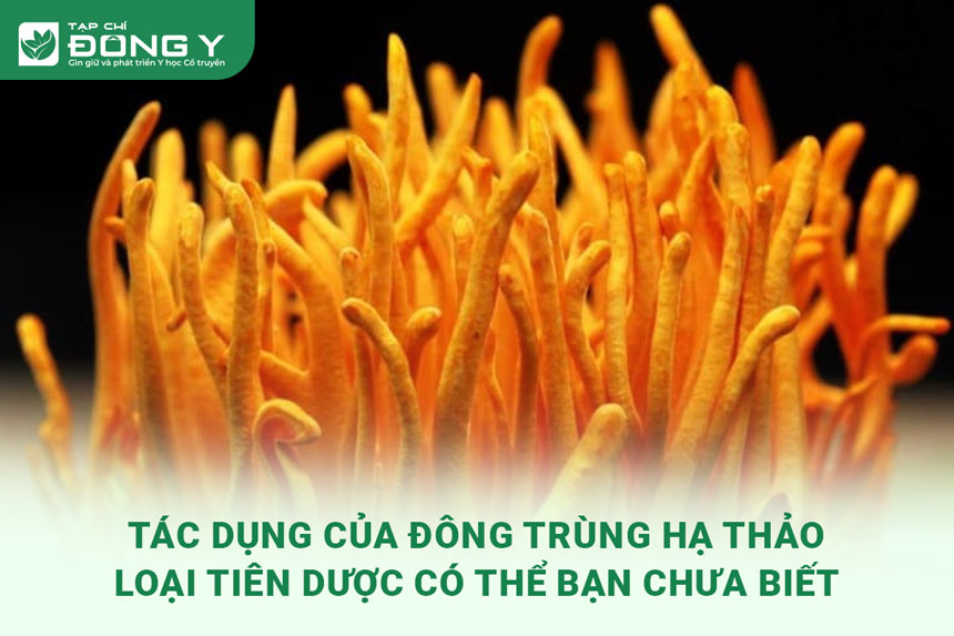 tac-dung-cua-dong-trung-ha-thao