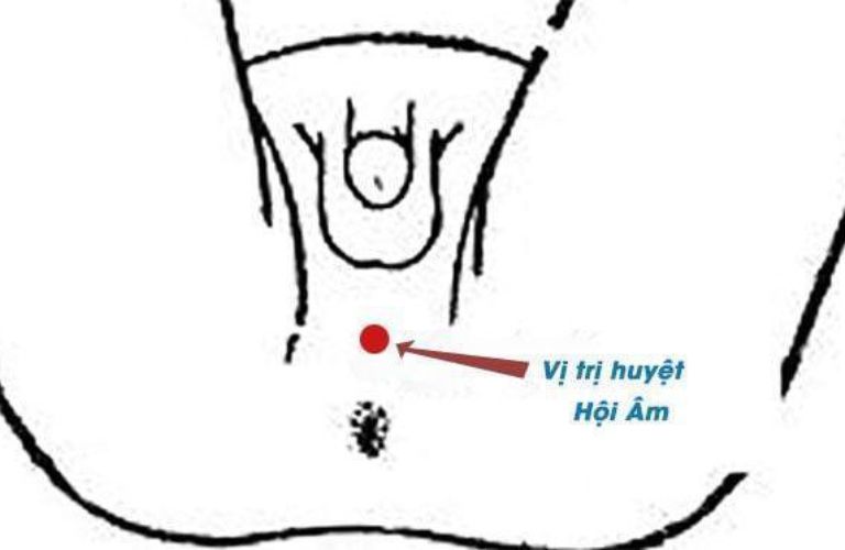 Vị trí chính xác của huyệt Hội Âm