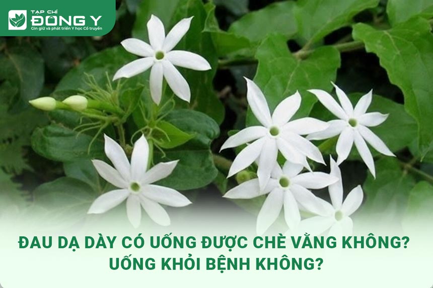 hinh-anh-dau-da-day-uong-duoc-che-vang-k-1