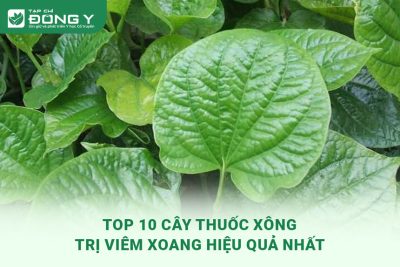 cay-thuoc-xong-tri-viem-xoang