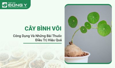 cay-binh-voi