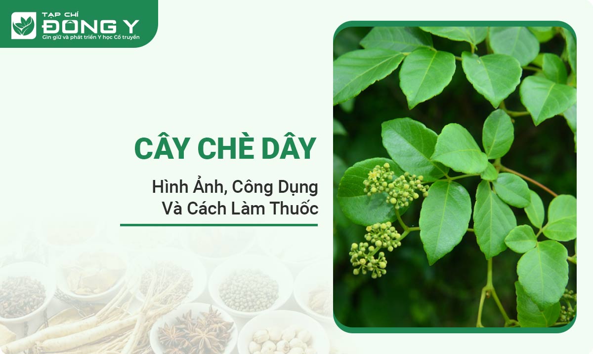 cay-che-day