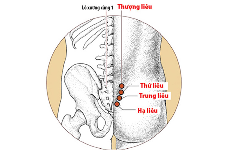 huyet-bat-lieu