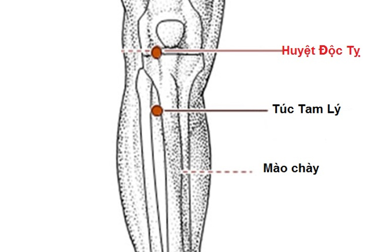 huyet-doc-ty