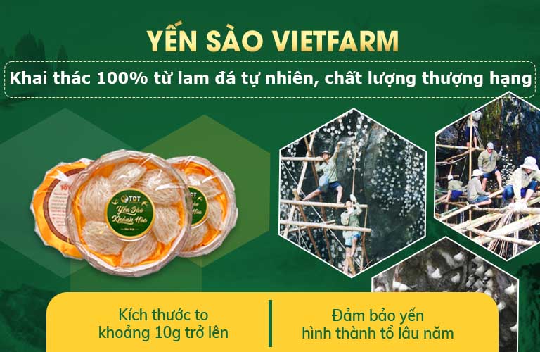 Yến sào Vietfarm khai thác tại các lam đá tự nhiên